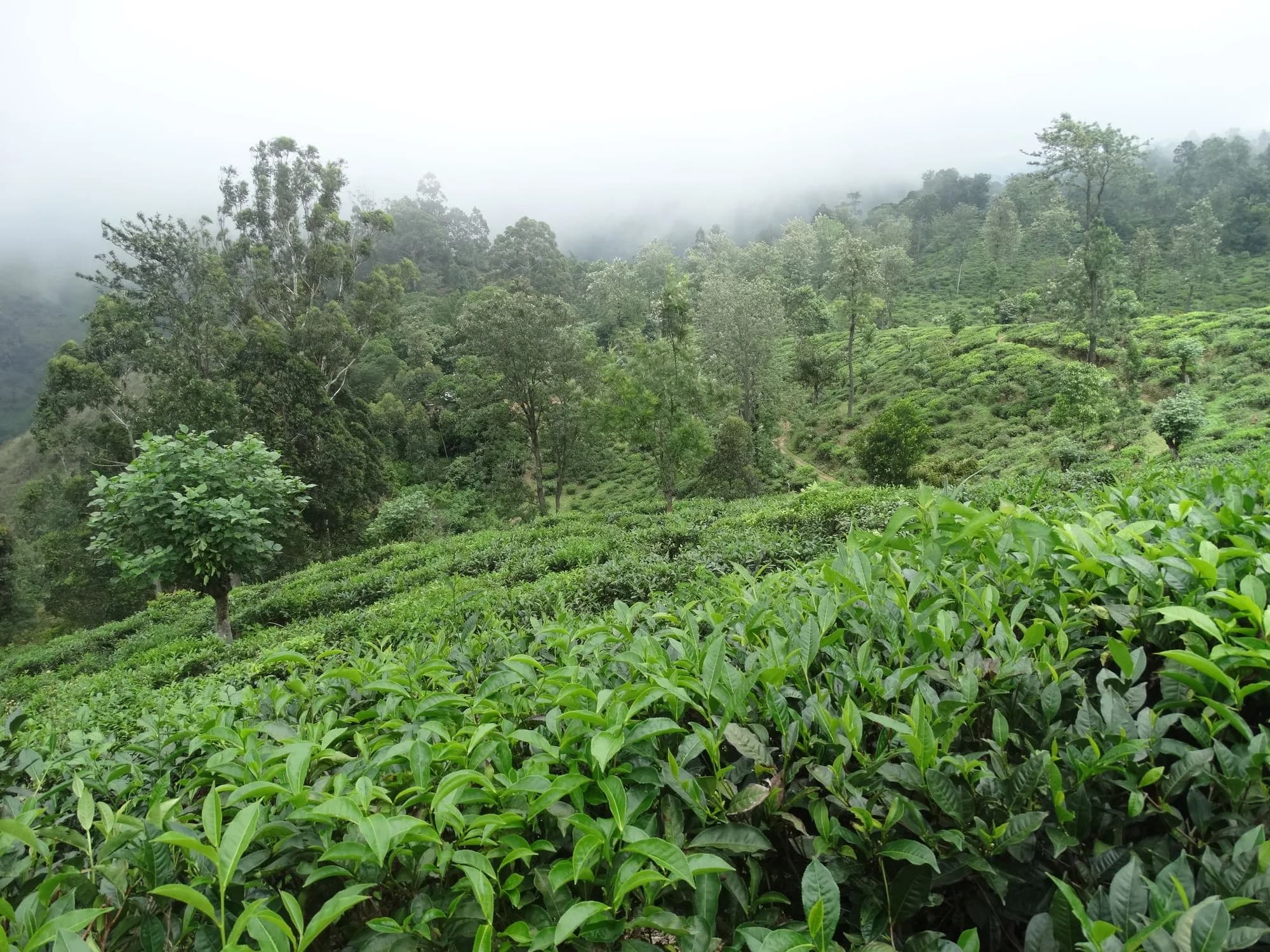 Misty tea plantation near Ella